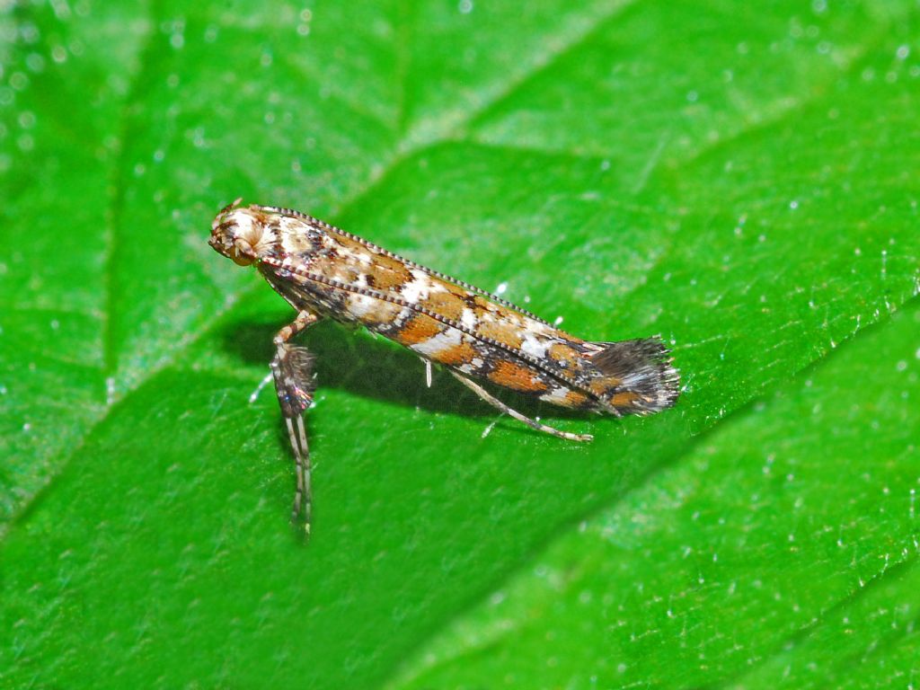 Argyresthia ??